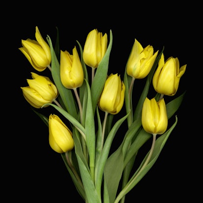 A guilt bouquet of yellow tulips on a black background
