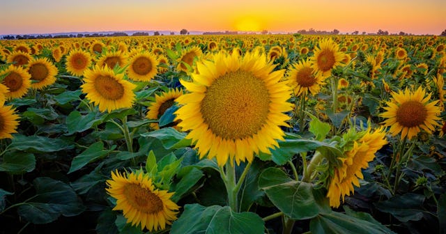 Sunflower Coloring Pages