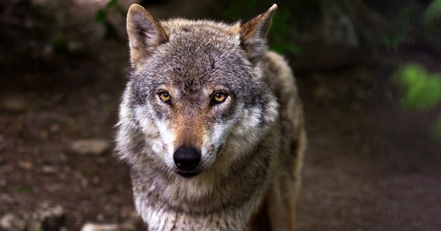 facts about wolves