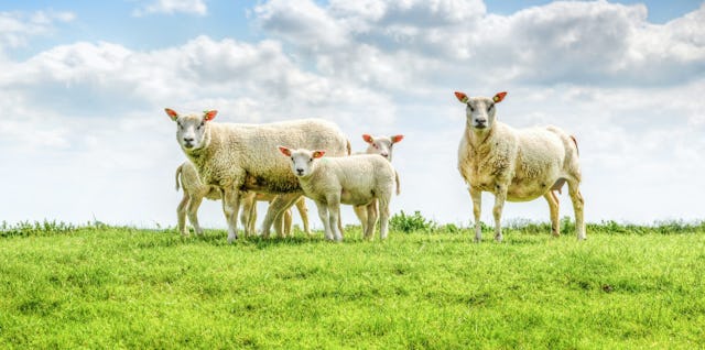 Sheep Coloring Pages