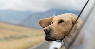 Dog Car Sickness