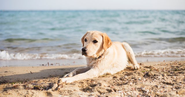 heatstroke in dogs
