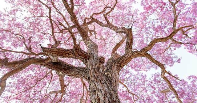 Tree Coloring Pages