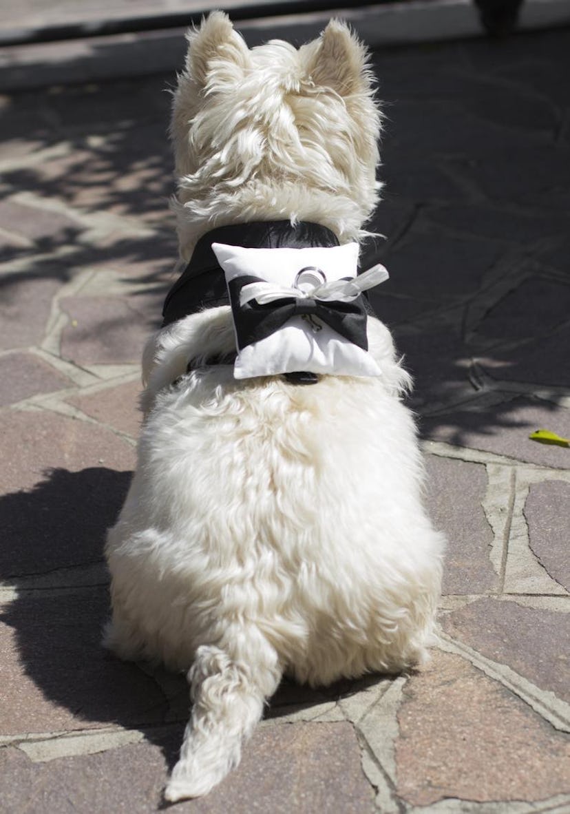 BowPawTie Dog Ring Bearer Pillow