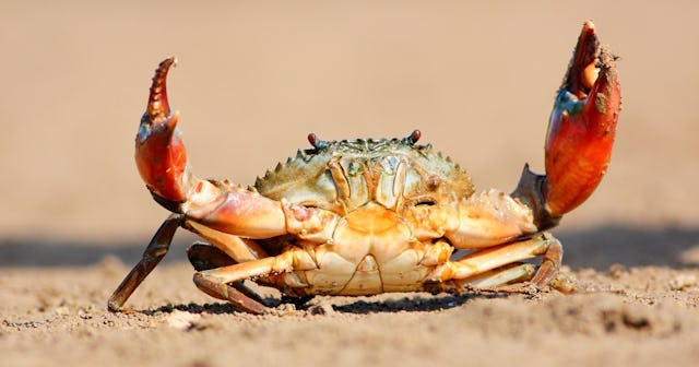 Crab Puns and Jokes