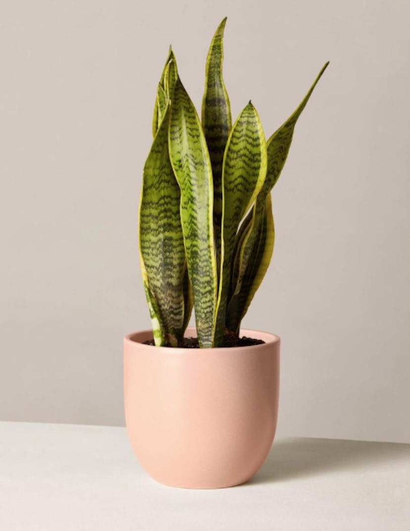 The Sill Snake Plant Laurentii