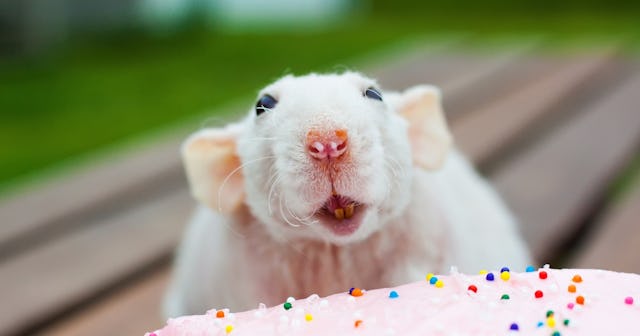 Rat Jokes and Puns