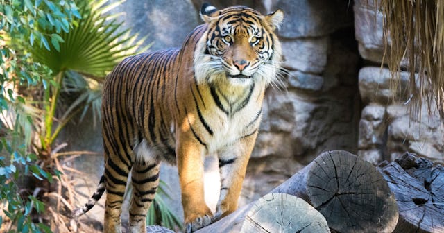 tiger jokes puns