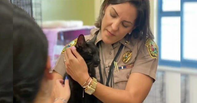 florida cat binx found safe