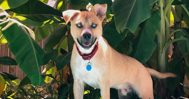 hank foster dog adopt website