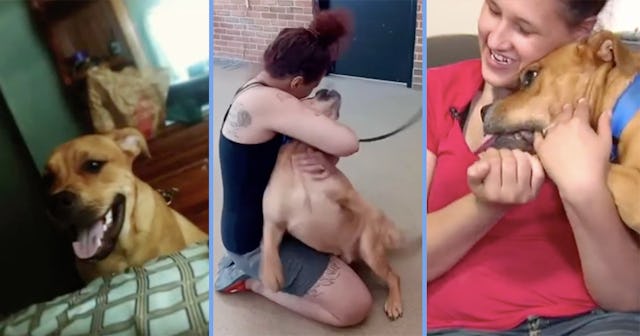lost dog rescue