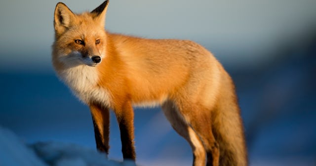 fox jokes