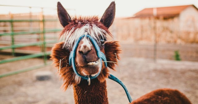 Llama Coloring Pages