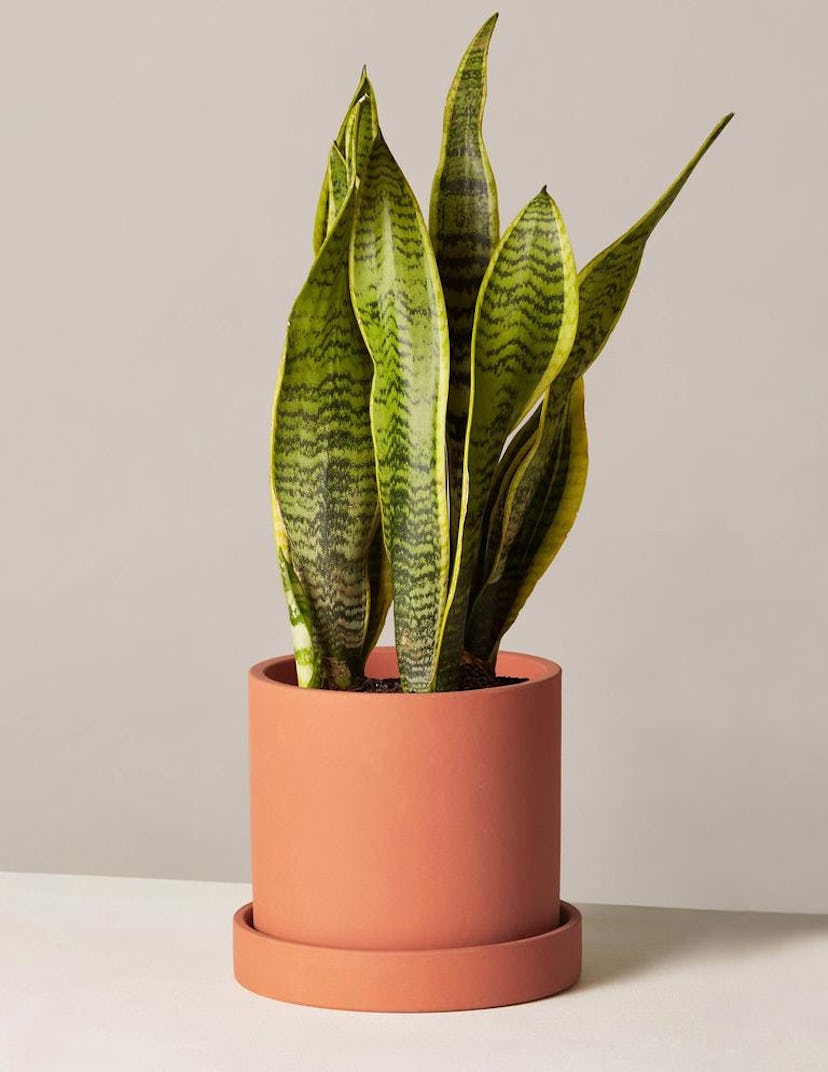 The Sill Snake Plant