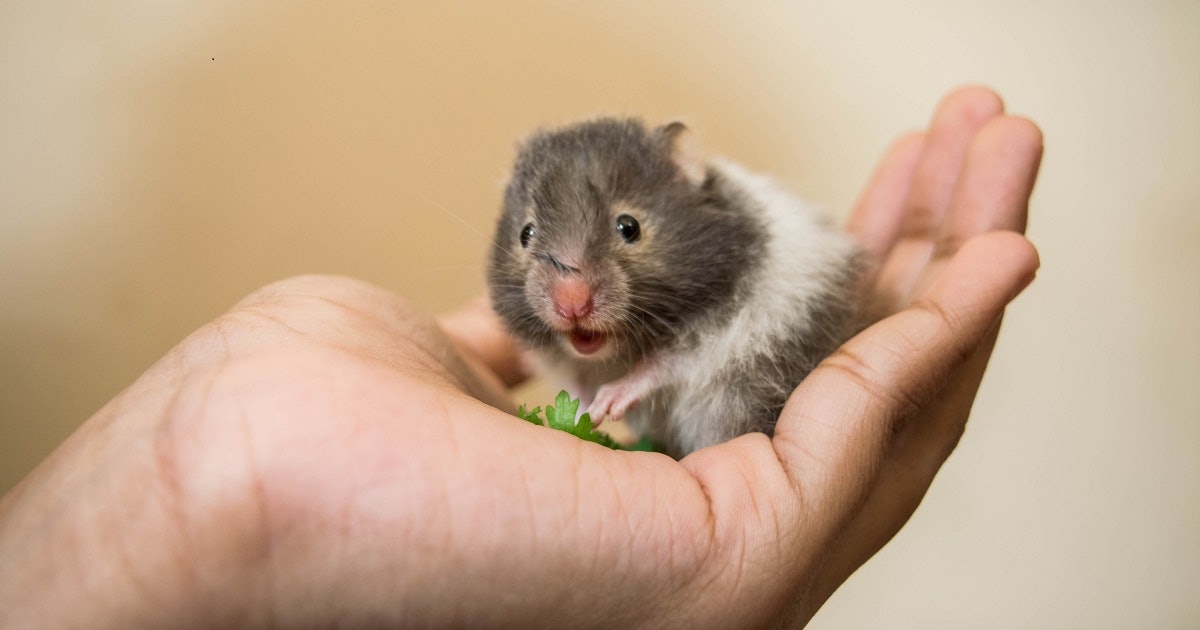 What to consider before buying your child a hamster