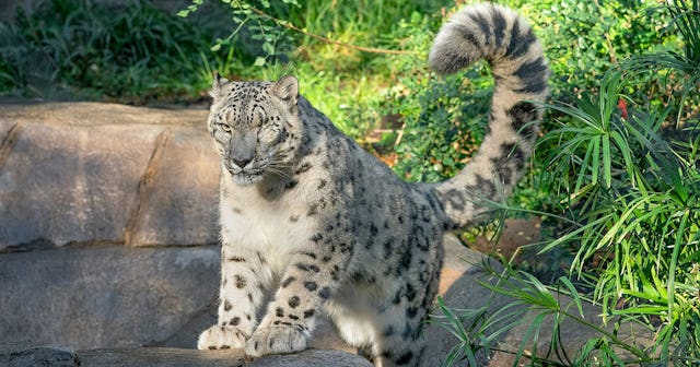 Ramil the Snow Leopard has contracted COVID-19
