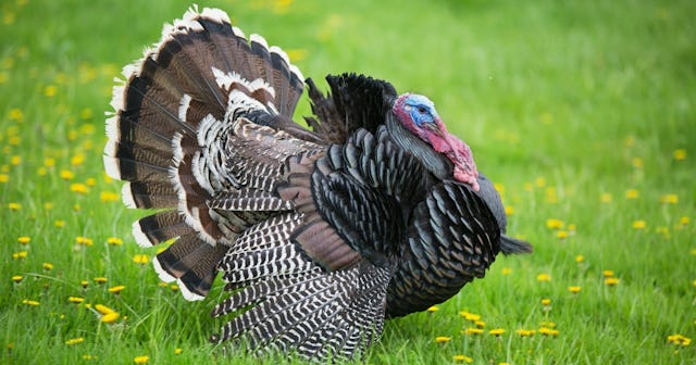 Turkey Coloring Pages