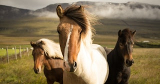 horse names, three horses in the prarie