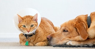 Cat wearing safety cone — spaying a cat aftercare