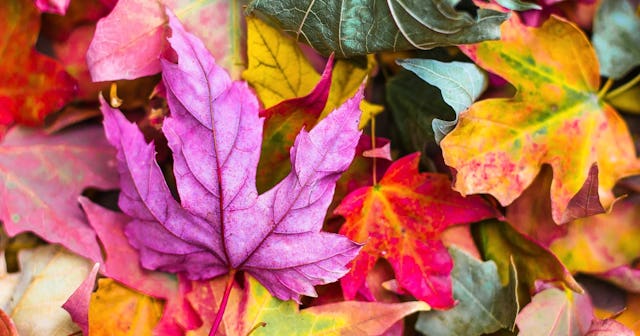 Leaf Coloring Pages