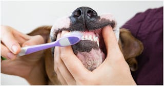 best dog toothpaste