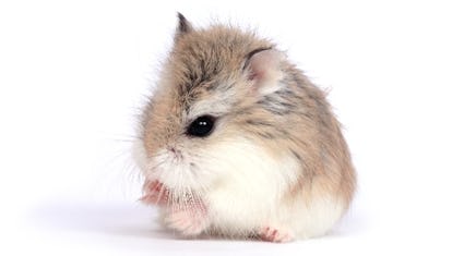 Squeak Squeak 4 Types Of Hamsters To Consider If Your Kid Wants