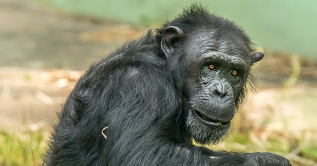 chimpanzee lifespan