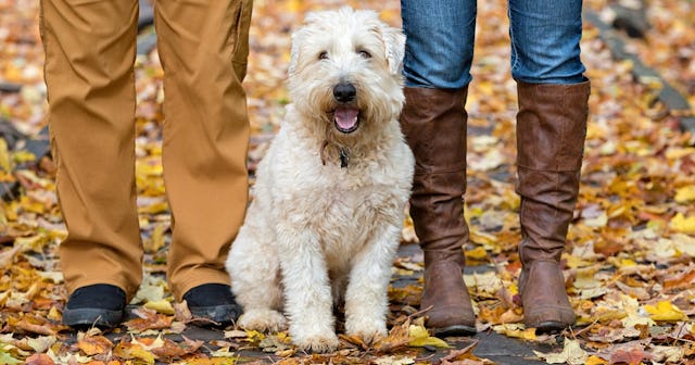 Hypoallergenic Dogs