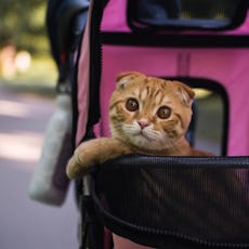 best cat stroller