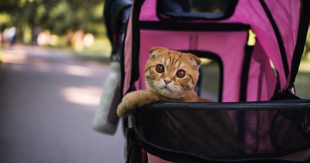 best cat stroller