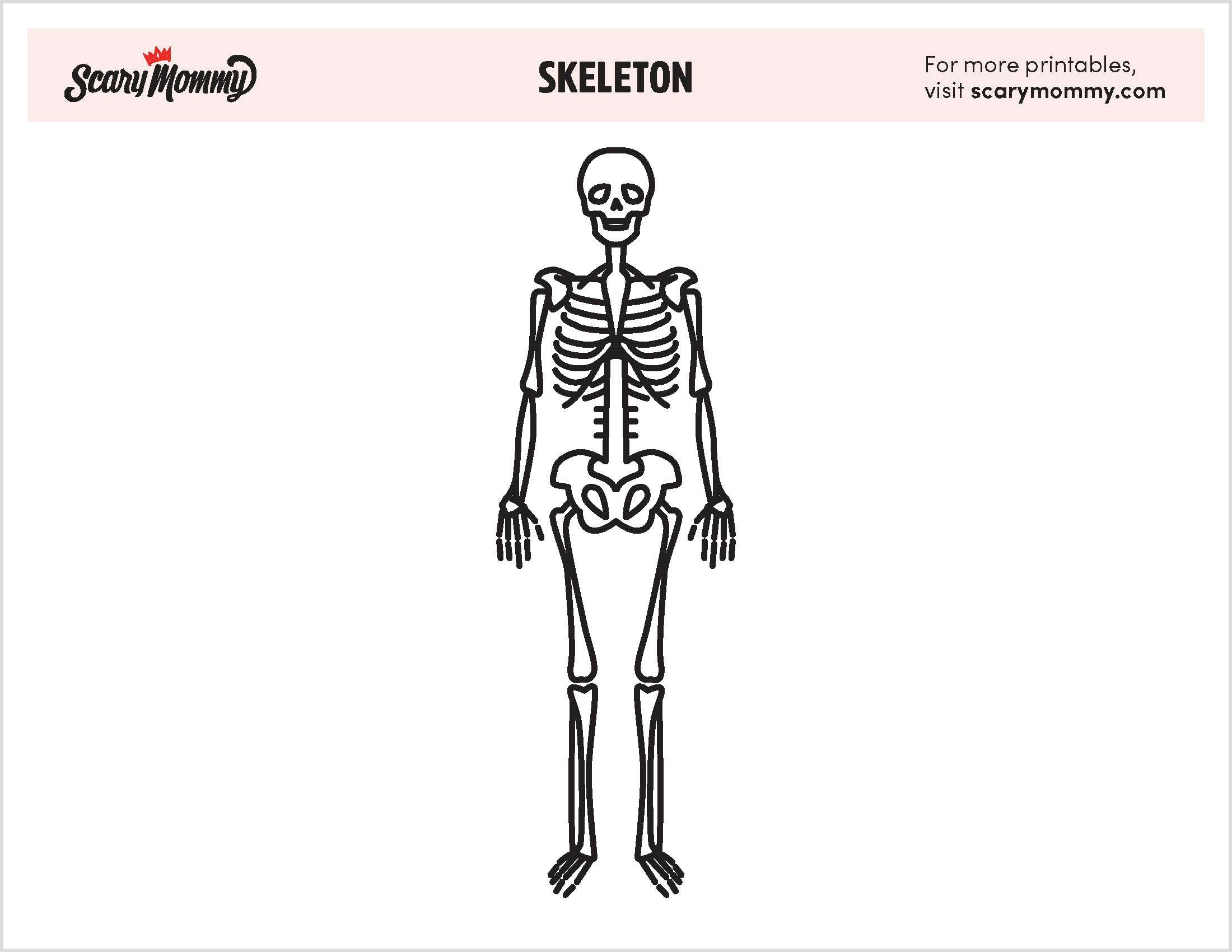 skeleton anatomy coloring pages