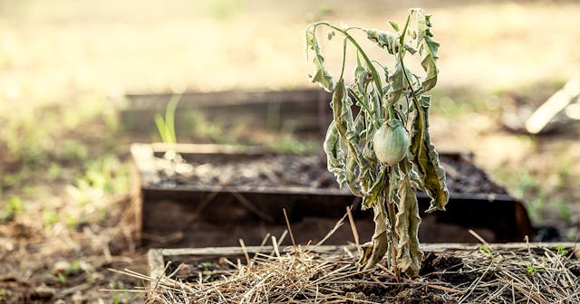 A dried-out tomato plant in a gardening box next to two other gardening boxes