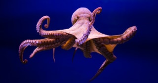 Octopus Puns and Jokes