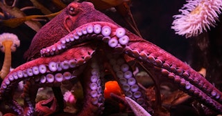female octopuses throw things at male octopuses trying to mate