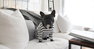 French bulldog in striped sweater — French dog names.