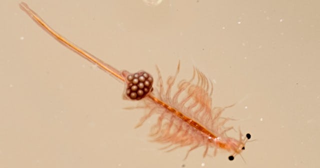 Close-up of brine shrimp — what are Sea-Monkeys?