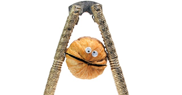 A walnut in a cracker — nut jokes, nut puns.
