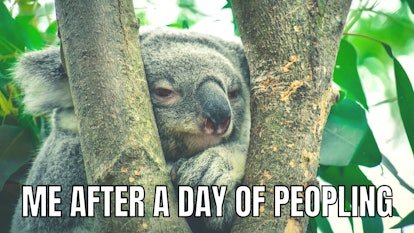 A koala in a meme with a 'ME AFTER A DAY OF PEOPLING' text.