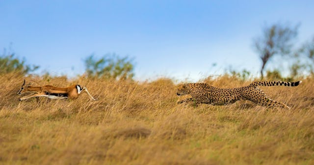 Cheetah chasing a gazelle — what do cheetahs eat.