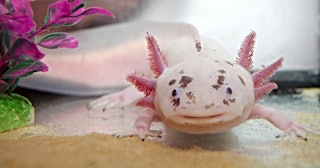 Axolotl in an aquarium — axolotl care.