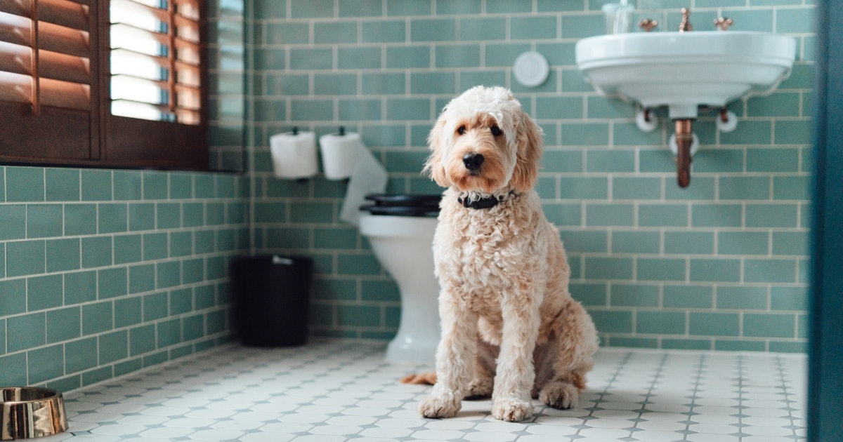 How To Stop Diarrhea In Dogs So Fido, How To Stop Loose Stools In Dogs
