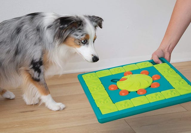 best games for dogs