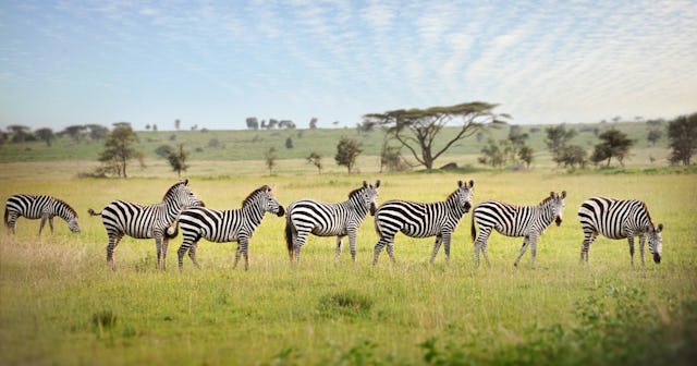 Group of zebras — names for groups of animals