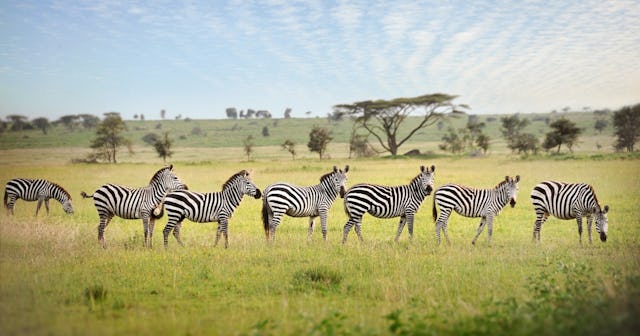 Group of zebras — names for groups of animals