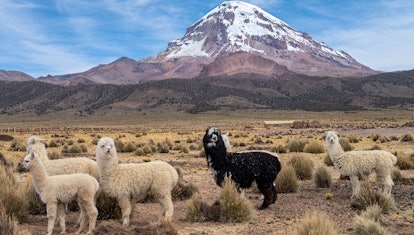 Alpacas — long-necked animals