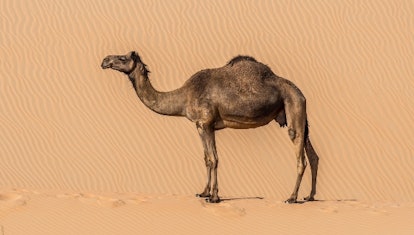 Dromedary camel — long-necked animals