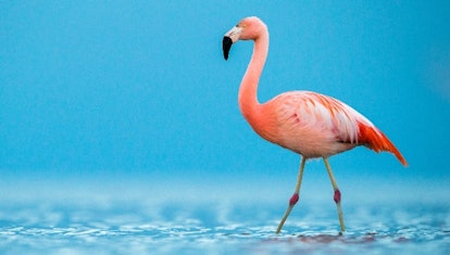 Flamingo — long-necked animals