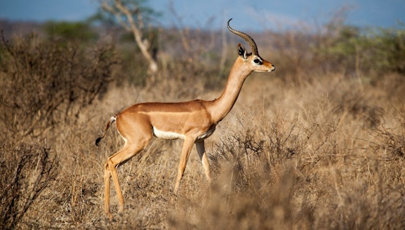 Gazelle — long-necked animals