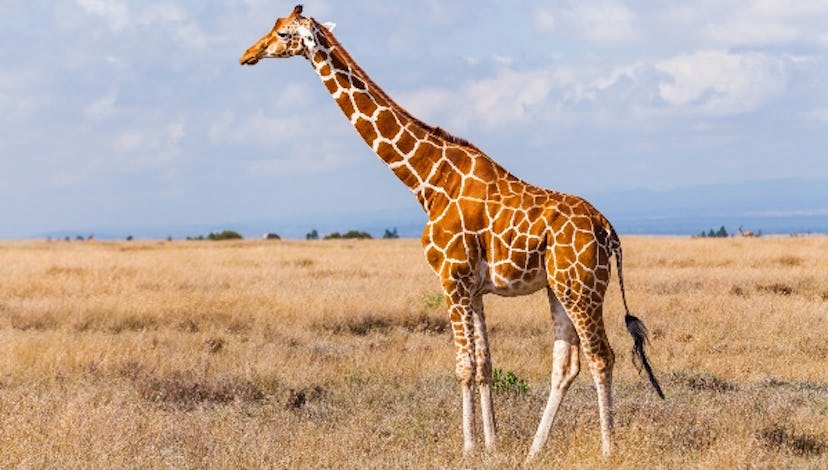 Giraffe — long-necked animals