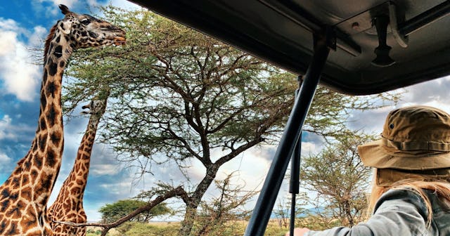 Giraffes eating from tree